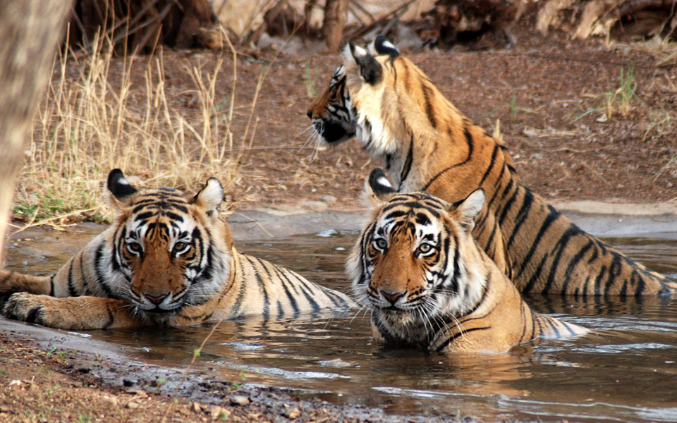 Ranthambore Tourism